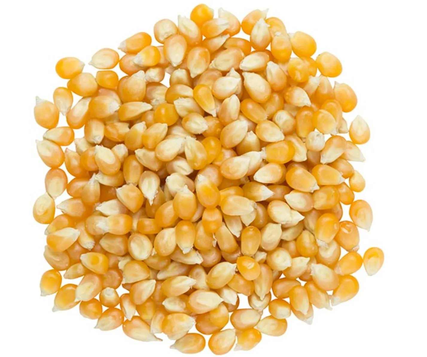 Drippy Corn Mushroom Grain Spawn