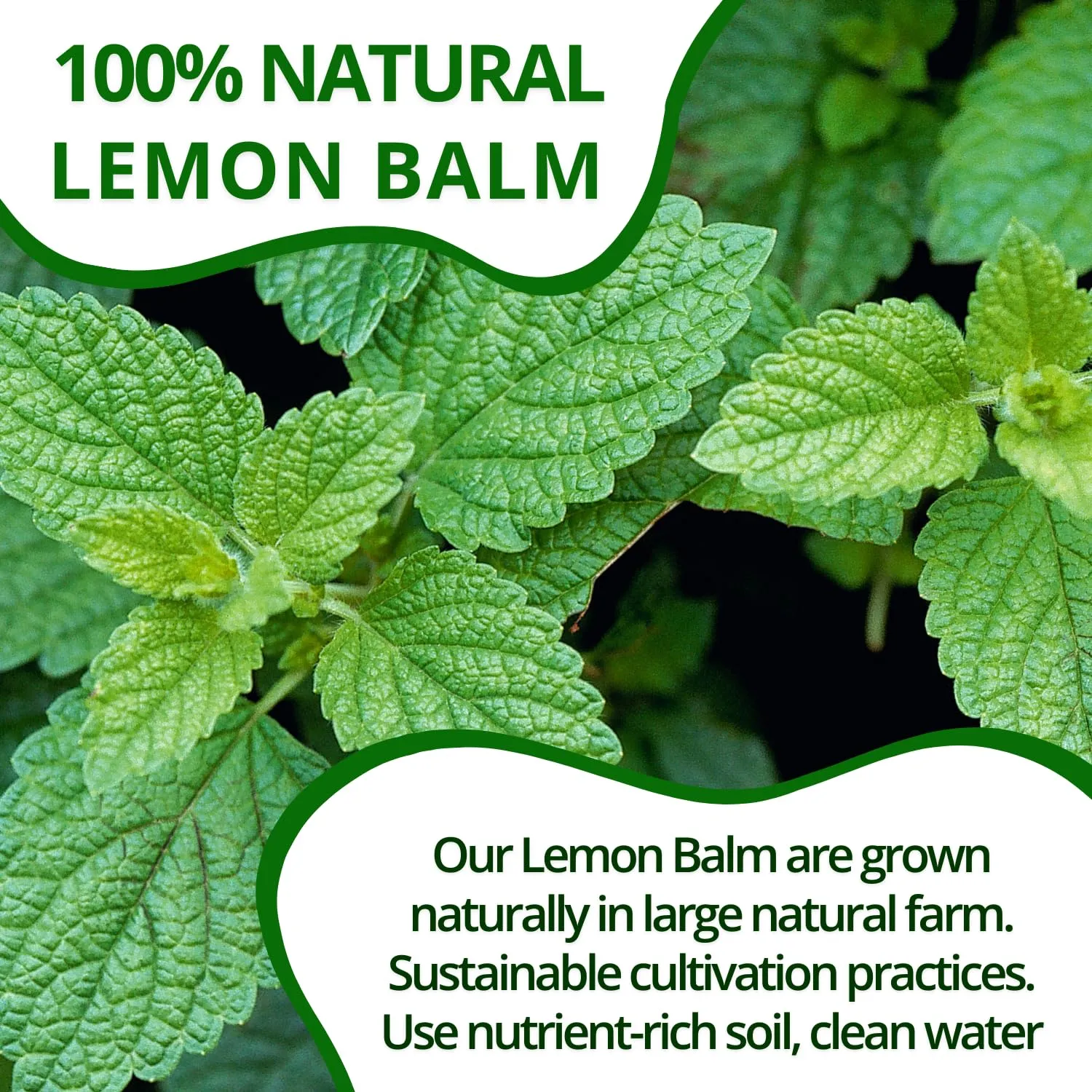 VIDA FARM Lemon Balm Tea Bags, 125 Herbal Tea Bags, 100% Natural Dried Lemon Balm Herbal Leaves Tea Bag, Caffeine Free, Sugar Free, Citrus Flavor